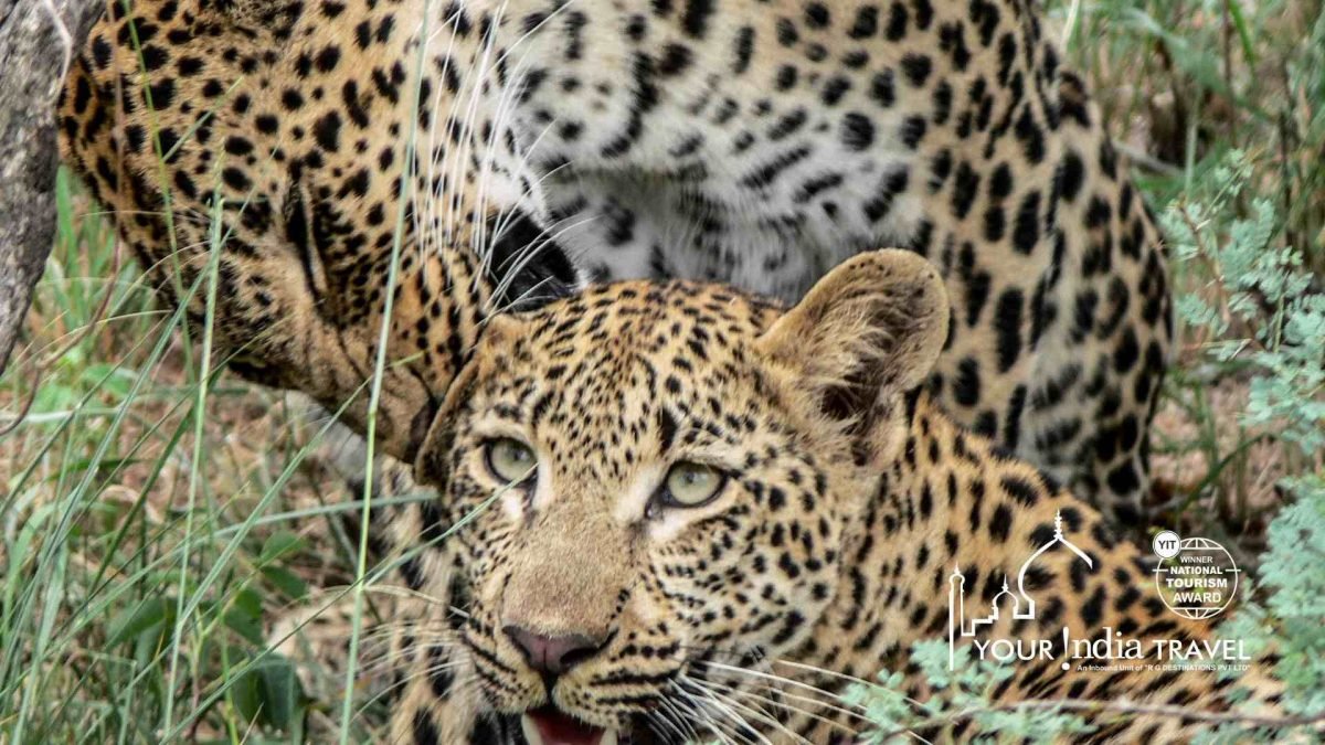 India’s first Leopard conservation centre